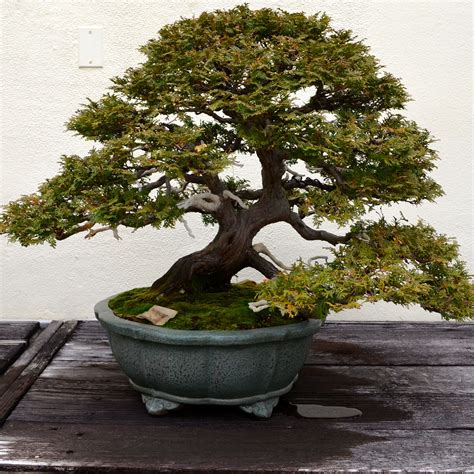 Bonsai Tree for sale .